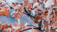 Comment prévenir les maux de l’automne et de l'hiver ?